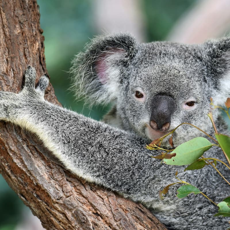 Cover Image for August online meeting - Pause AI Australia