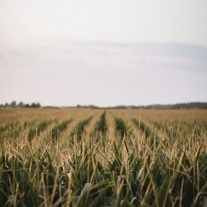 Cover Image for Beyond the Fence Line: A Conversation on Agriculture, Justice, and Community
