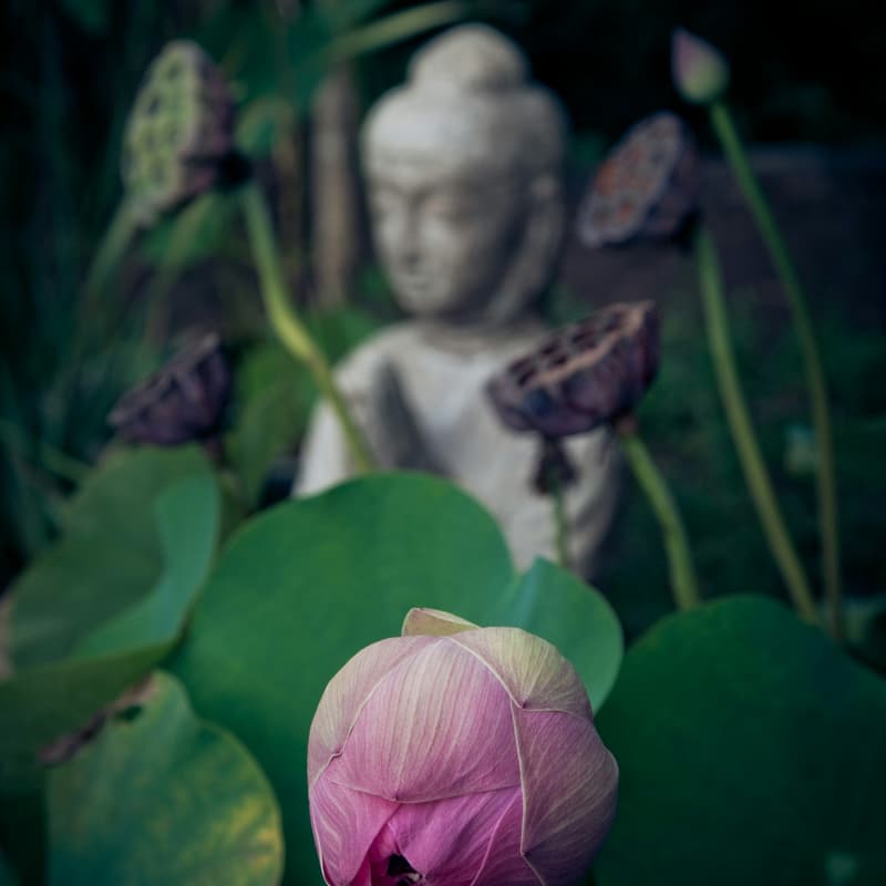 Cover Image for Building a personal spiritual practice with Kōgetsu Jenny Mok (CFO of SF Zen Center) – Part II