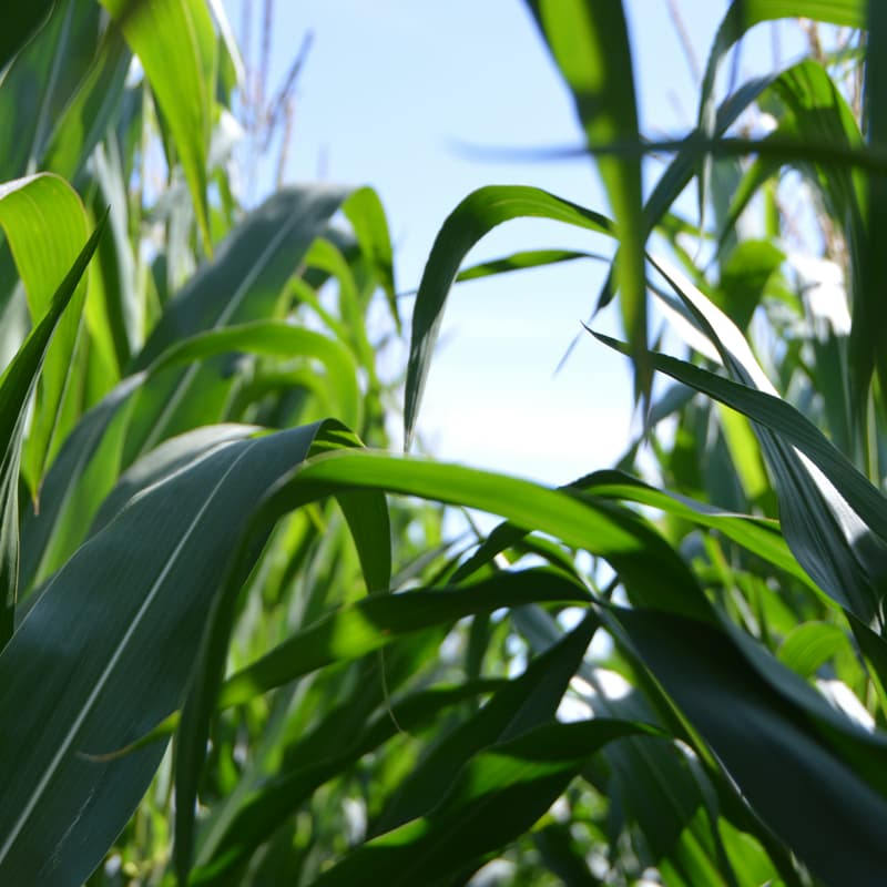 Cover Image for Growing Good Saturday: SDCW LAND SUMMIT