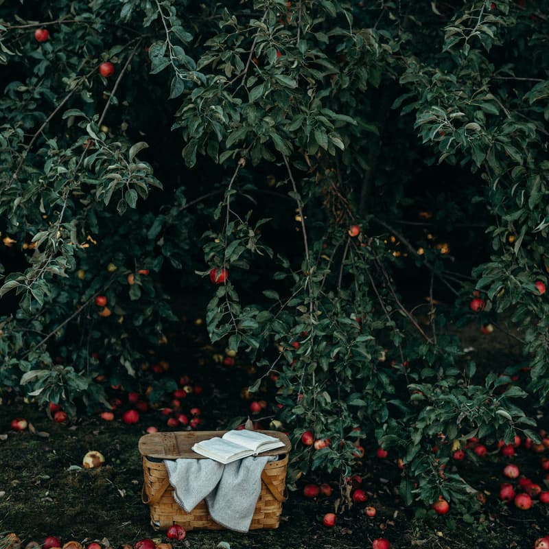Cover Image for Applewood After Hours