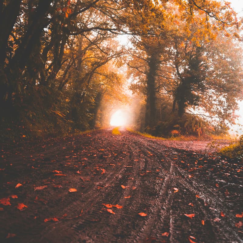 Cover Image for FemTech Fall Park Walk