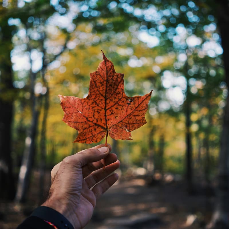 Cover Image for Open Source Practioner Call - Digital Sovereignty in Canada