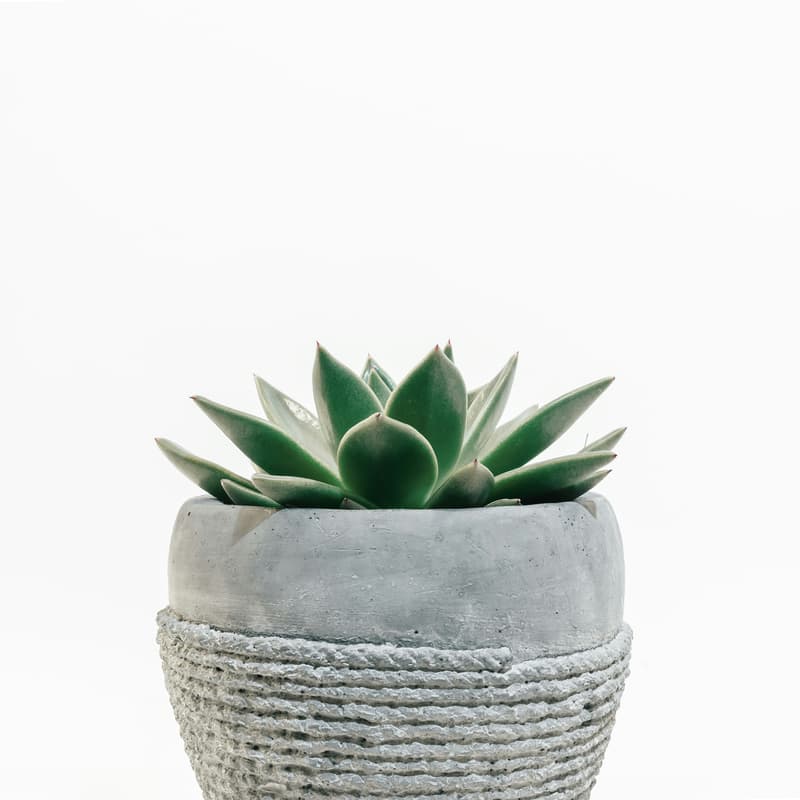 Cover Image for DIY Succulent Event