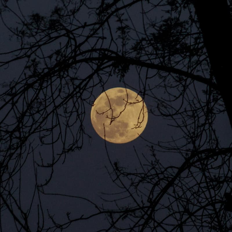 Cover Image for Worm Full Moon Walk
