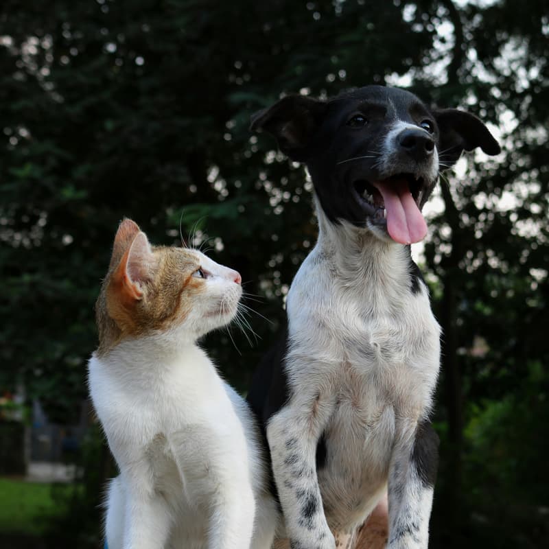 Cover Image for Paw Parade