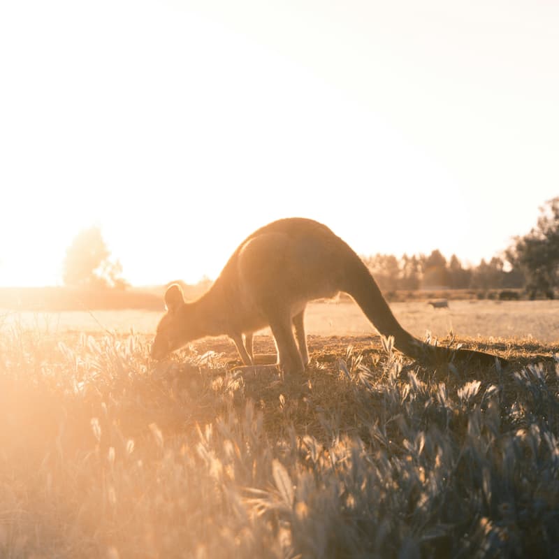 Cover Image for Monthly online meeting - Pause AI Australia