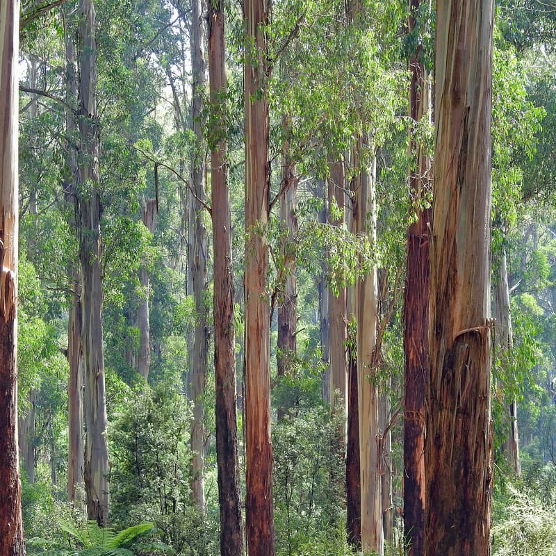 Cover Image for September online meeting - Pause AI Australia