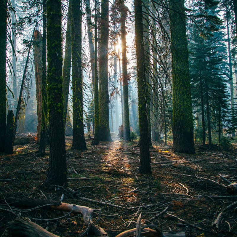 Cover Image for Forest and Friends