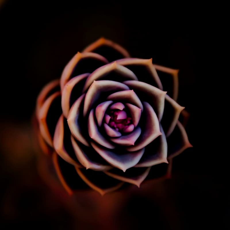 Cover Image for Buddhist Talk: Karma - Causality