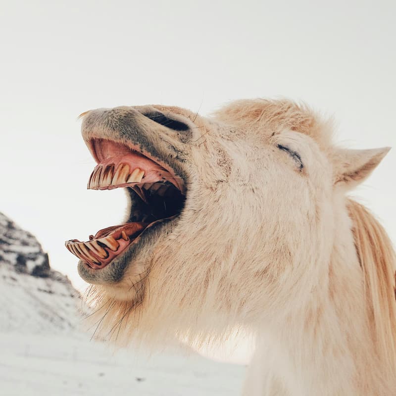 Cover Image for Humour