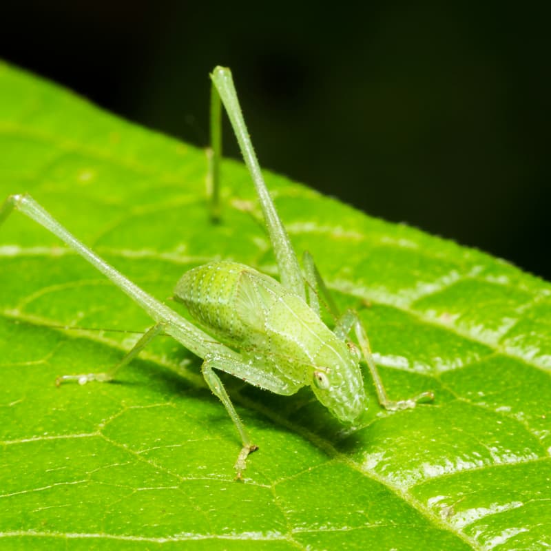 Cover Image for Sustainability and Synthetic Biology Conference