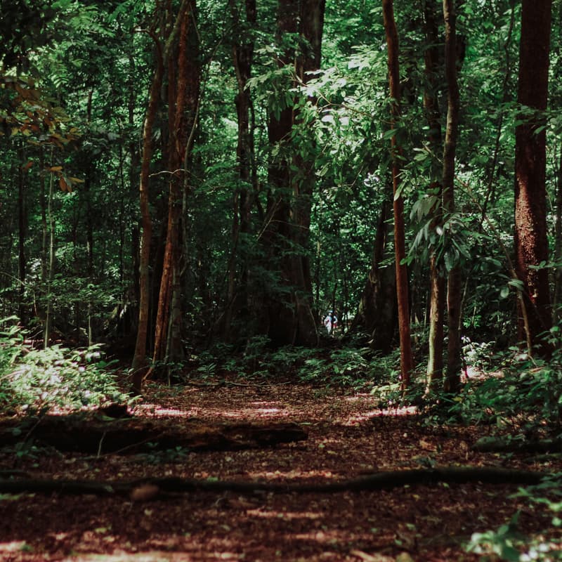 Cover Image for 10 Steps to Develop a Carbon Project