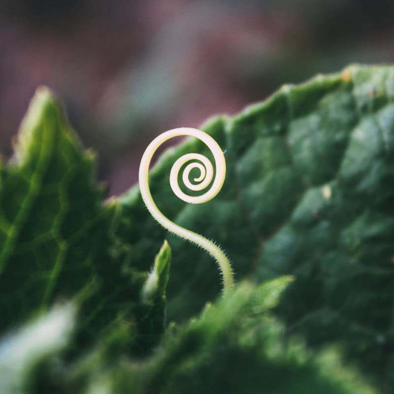 Cover Image for Through The Spiral