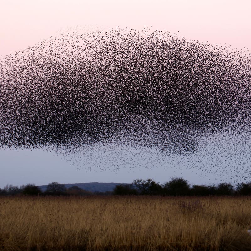 Cover Image for 👾 Agent Swarm Live Build Session — Multi-Agent Automations in Real Time