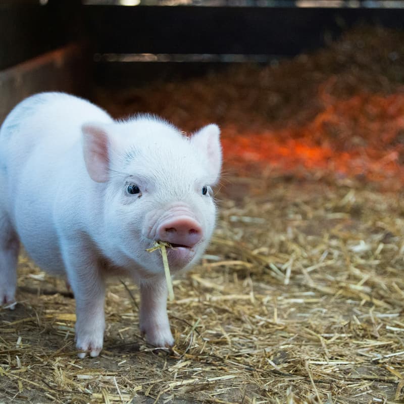 Cover Image for (EN/FR) JOURNÉE THÉMATIQUE : Le bien-être animal : De la théorie à la pratique - 2/7 ADEPSY x EAE