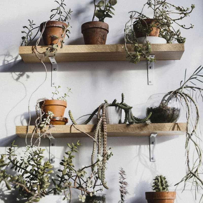 Cover Image for Plant Swap with Astoria Giving Group