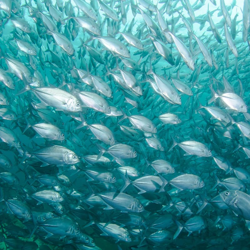 Cover Image for Stanford Ocean Science-Policy Group & Center for Ocean Solutions Lunch Series: Engaging with the private sector with Jean-Baptiste Jouffray