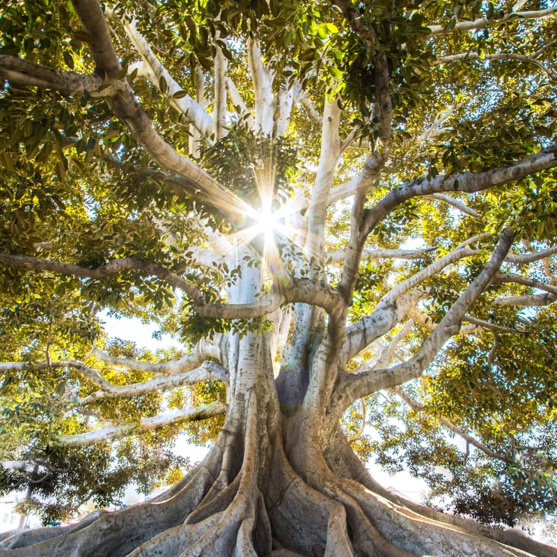 Cover Image for Family & Systems Constellations Workshop