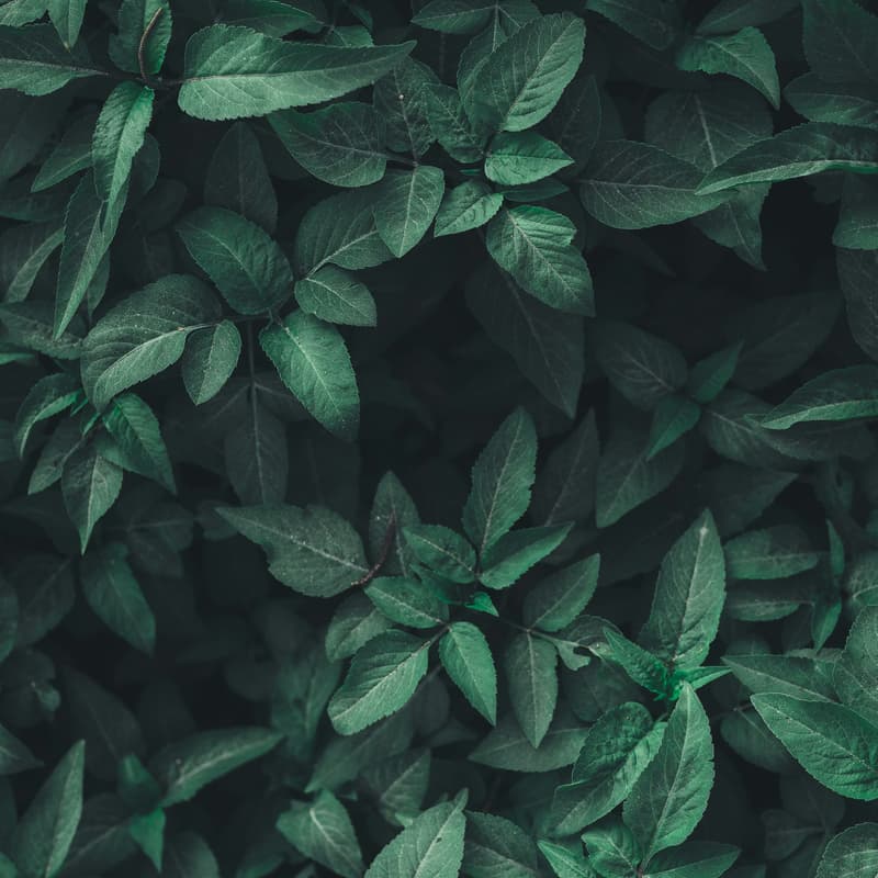 Cover Image for Lunch and Learn - Climate Legal Ops - the legal foundation every startup needs to grow responsibly