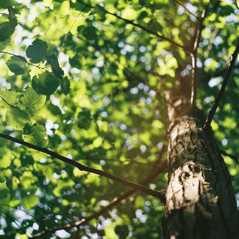 Cover Image for $CODEX Tree Tokenization Walk