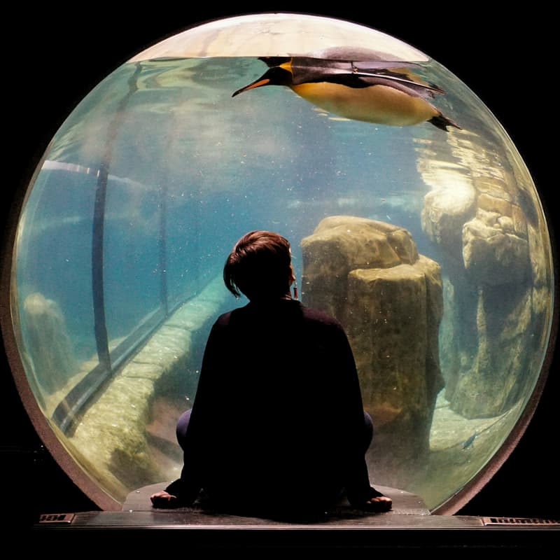 Cover Image for Downtown Aquarium Kiss & Dine