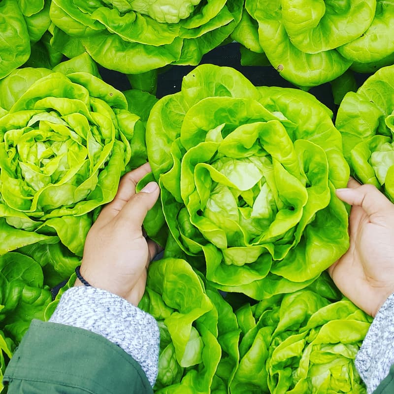 Cover Image for Let Us Grow Lettuce: A Quickstart Guide to Growing Greens Indoors (Even if You Live in a Tiny Apartment!)