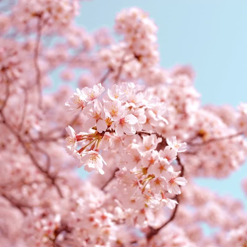 Cover Image for Sunday Walk - Brussels - cherry blossoms edition