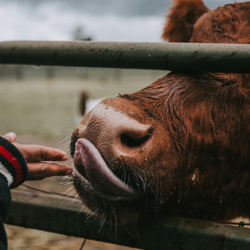 Cover Image for Animal Welfare Leadership Academy (Application Deadline: May 19)