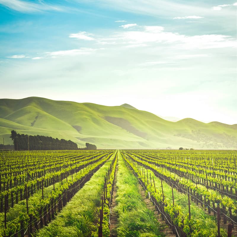 Cover Image for TBT Bay Area Winery Meetup