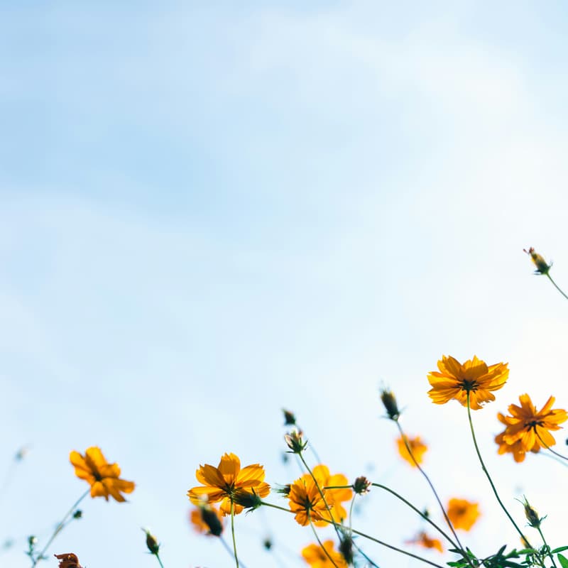 Cover Image for Summer Welcome Walk
