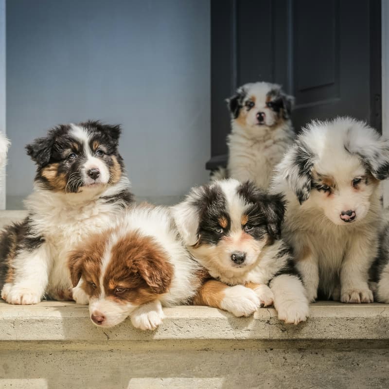 Cover Image for Volunteer Opportunity with Paws Crusaders 🐾