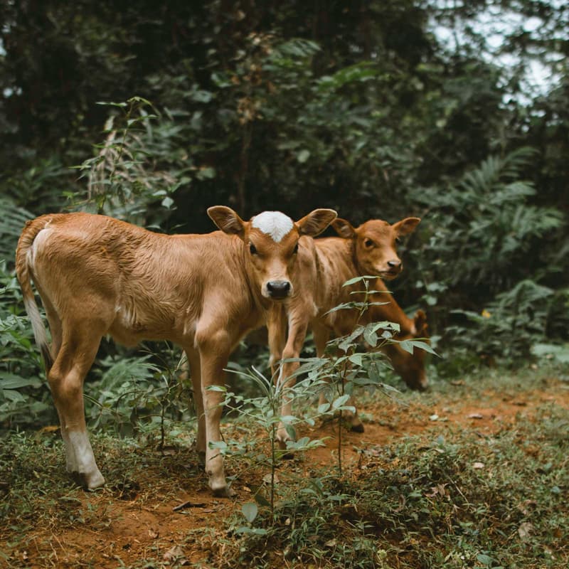 Cover Image for From Marginal to Mainstream: what will it actually Take to 10x financial inflows into the Regenerative Agriculture transition