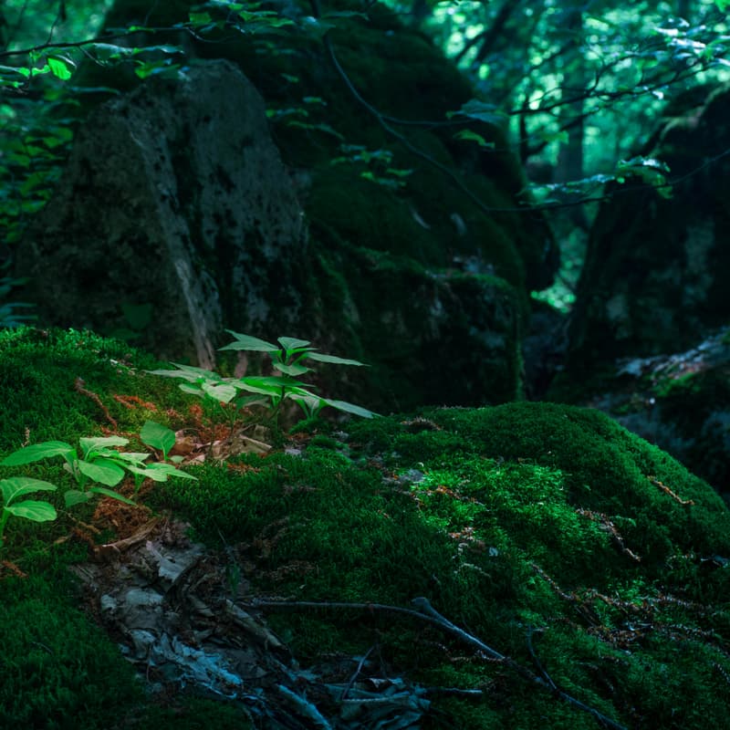 Cover Image for Mini Workshop & Info Session: Rooted!