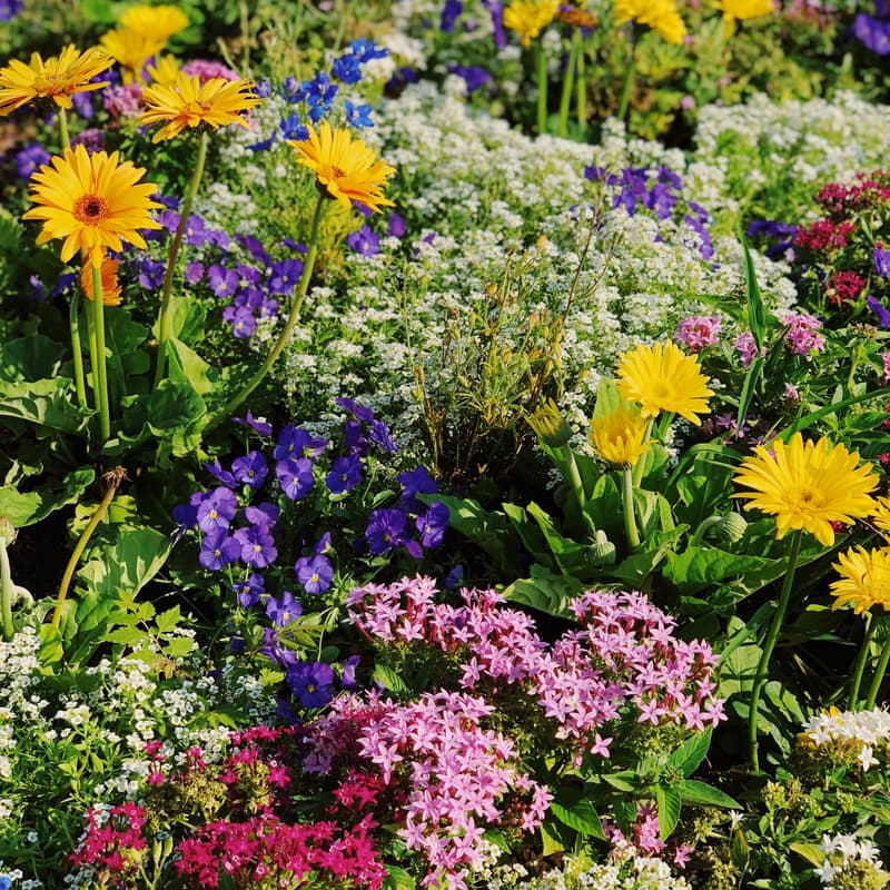 Cover Image for Garden Walk ± Snacks