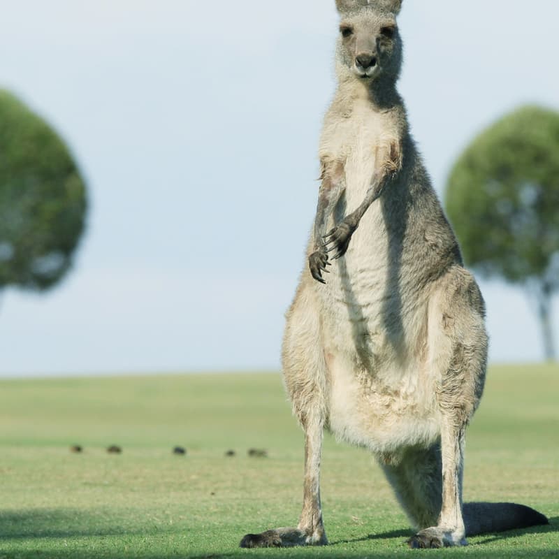 Cover Image for PauseAI Australia - February online meetup