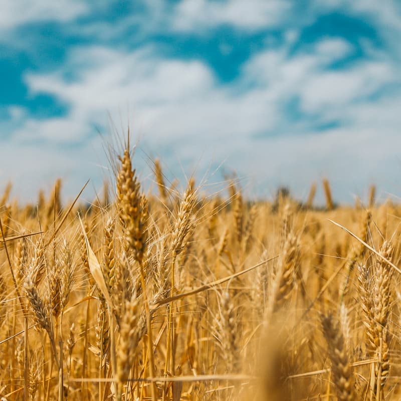 Cover Image for CFS Conversations: Re-Regionalizing Our Local Grain Economies
