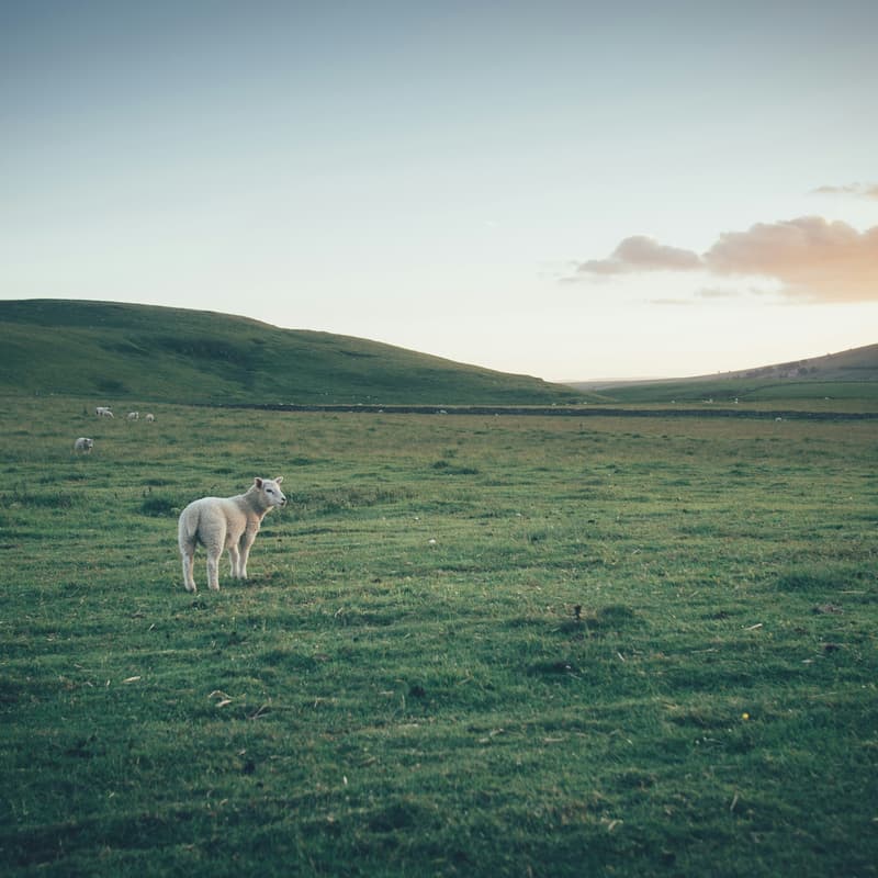 Cover Image for Free Webinar: How to use AI to create all the content you need to grow your farm business
