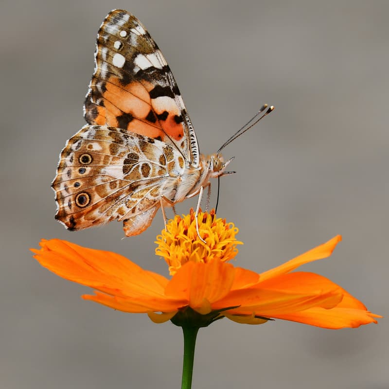 Cover Image for Westbury Park Butterfly Garden
