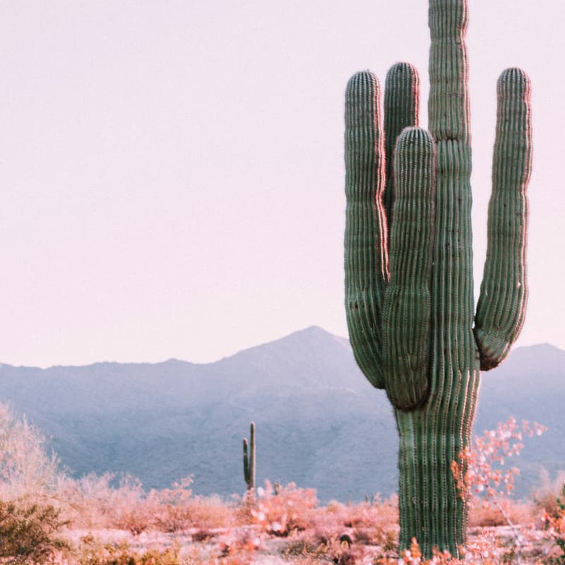 Cover Image for Arizona Summer Happy Hour [Climatebase Fellowship]
