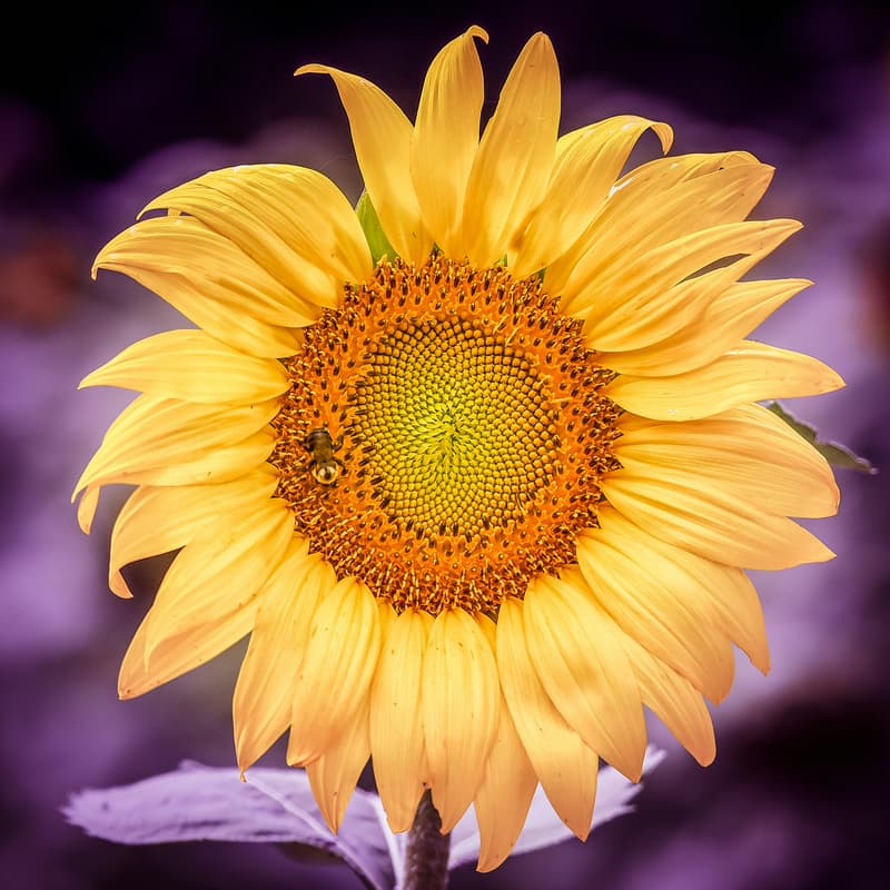 Cover Image for LWVSF Spring Fling member picnic