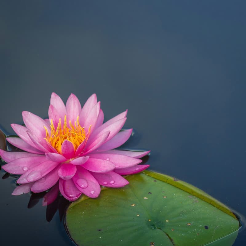 Cover Image for Midday Meditation @ CODE