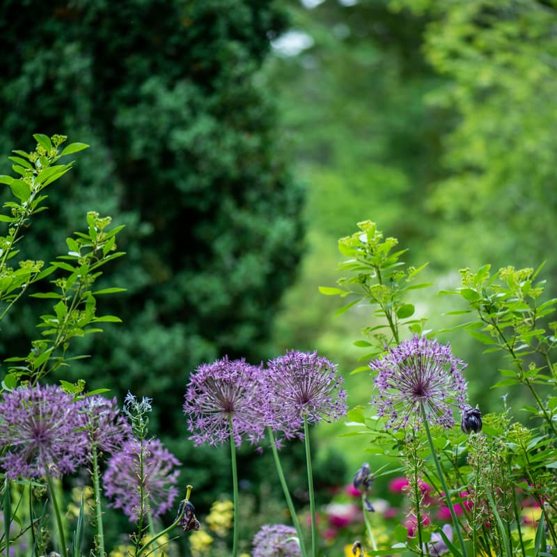 Cover Image for Volunteer: St. Rose's Garden Restoration Project (Mural Painting)