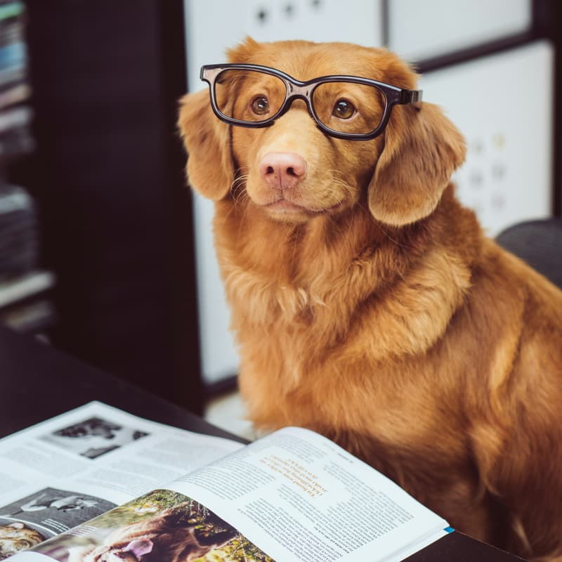 Cover Image for Virtual Training: Animal Care Centers of NYC