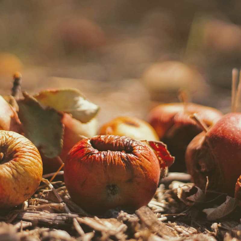 Cover Image for Driving Change in Food Sustainability – Panel & Picnic Discussions