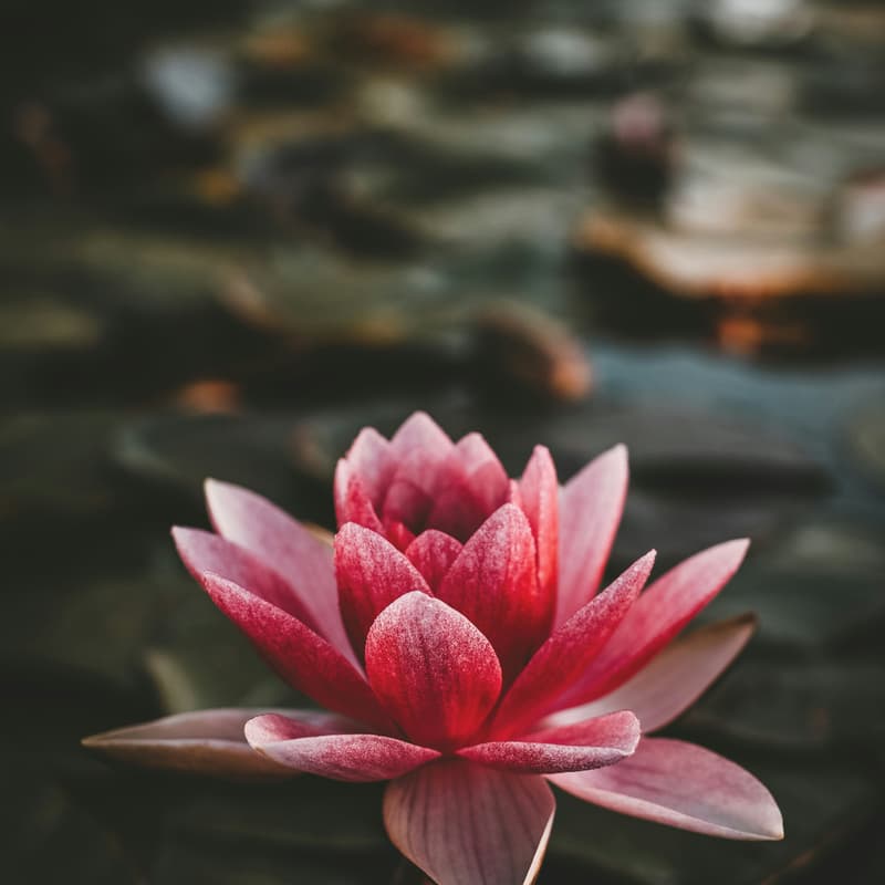 Cover Image for The Secret Garden: Navigating Desire and Fantasy in Relationships