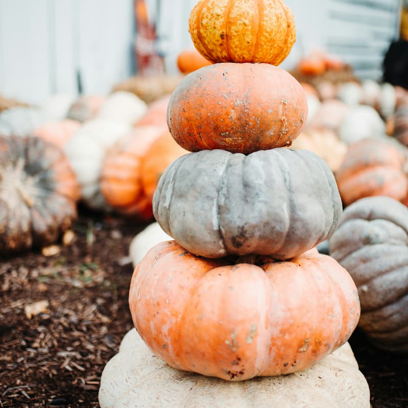Cover Image for Pumpkins and Prosecco