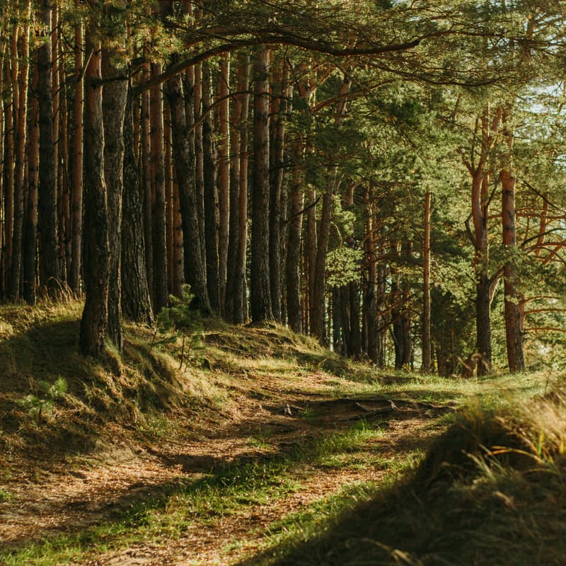 Cover Image for Effortless walk