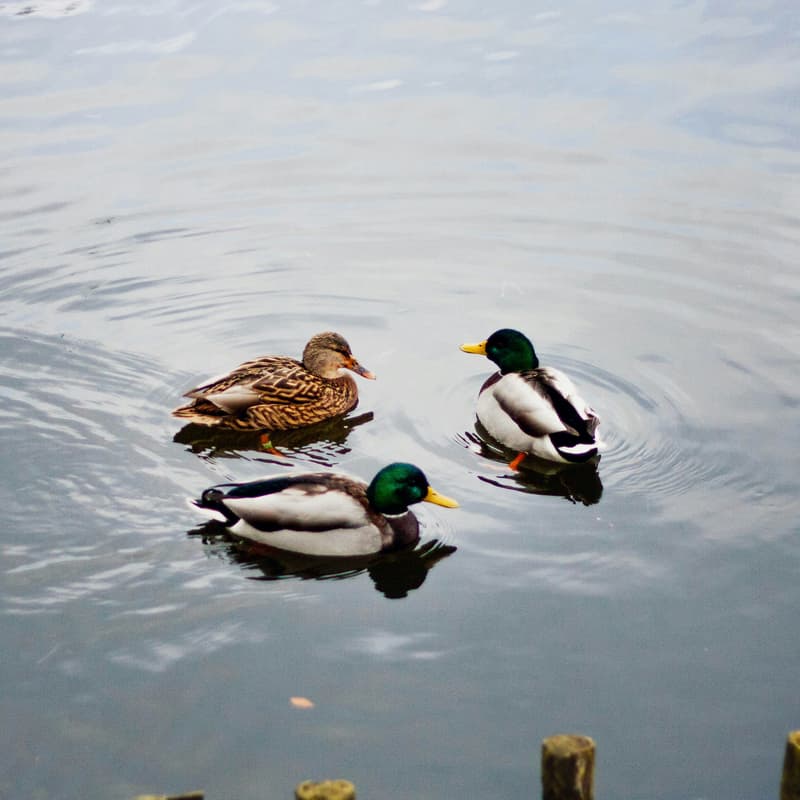 Cover Image for Wild Ducks Meetup (Asia Pacific Timezone)