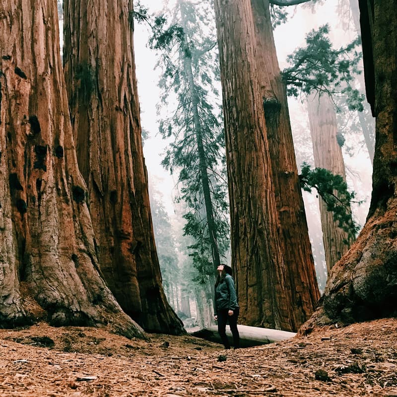 Cover Image for Reinhardt Redwood Regional hike